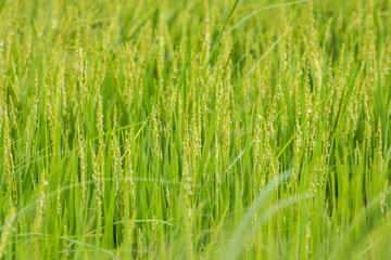 Rice in Thailand