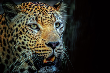 Leopardo