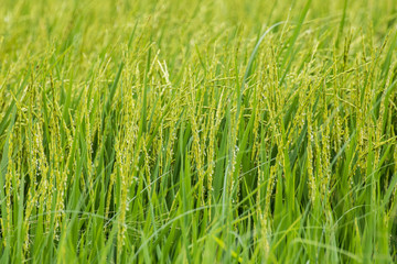 Rice in Thailand