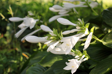 White flowers in the garden
