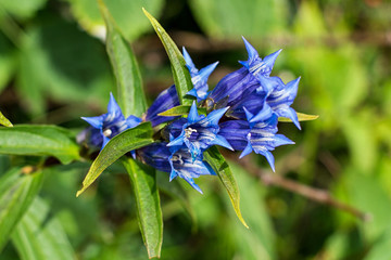 Blue or violet flowers bells in mountains