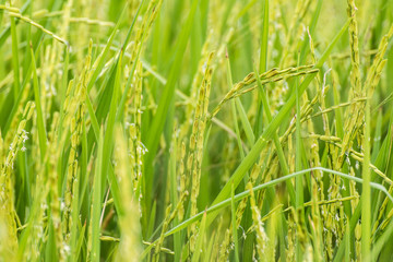 Rice in Thailand
