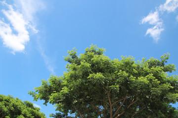 Obraz premium Fresh green trees and blue sky and clouds