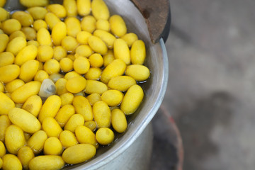 Closeup of boiling yellow silkworm cocoon in a pot to make silk thread.