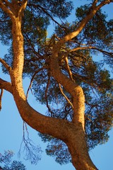 Fototapeta premium Pine tree trunk, bark and foliage in the sunset light