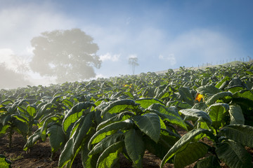 Lavoura de fumo em propriedade rural brasileira