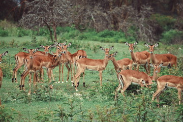 Naklejka na ściany i meble A herd of antelopes at Crater Lake Game Sanctuary, Naivasha