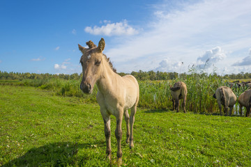 Horses in a field with wild flowers along a lake in summer