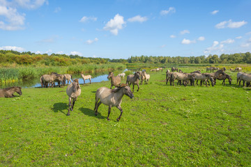 Horses in a field with wild flowers along a lake in summer © Naj