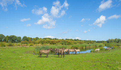 Horses in a field with wild flowers along a lake in summer © Naj