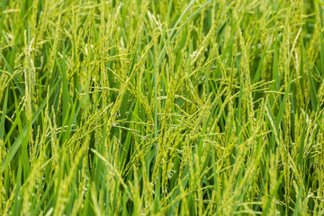 Rice in Thailand
