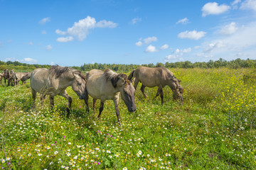 Horses in a field with wild flowers along a lake in summer © Naj