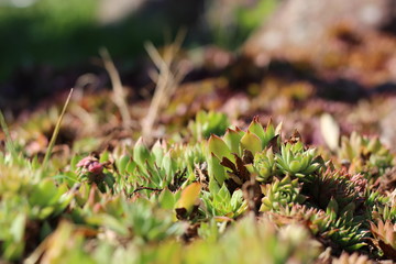 green succulentes
