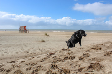 labrador trepando una duna