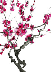 Fototapeta premium A branch of a blossoming tree. Pink and red stylized flowers of plum mei, wild apricots and sakura . Watercolor and ink illustration in style sumi-e, u-sin. Oriental traditional painting.