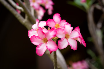 Pink flowers, blooming in the morning. Fragrant and beautiful, image use for nature background.