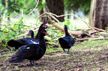 Flock of Cayuga Ducks