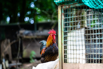 Beautiful farm rooster © josef_hajda