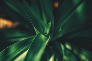 Dark green leaves nature background close up view