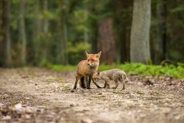 Cute Red Fox, Vulpes vulpes in fall forest. Beautiful animal in the nature habitat. Wildlife scene from the wild nature. Red fox running in orange autumn leaves