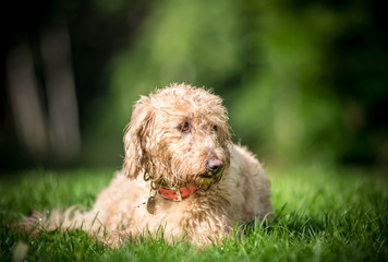 The Golden Labradoodle