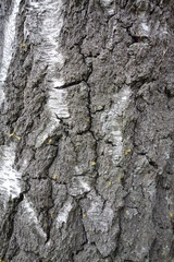 Birkenrinde