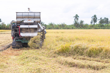Naklejka premium Combine harvesters machine harvesting paddy in the daytime