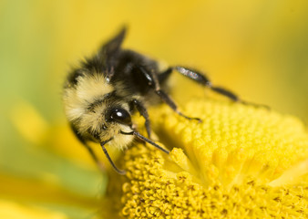 Bumblebee (Bombus) on a yellow Helenium wildflower