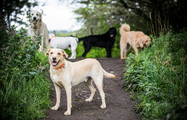 The Golden Labrador