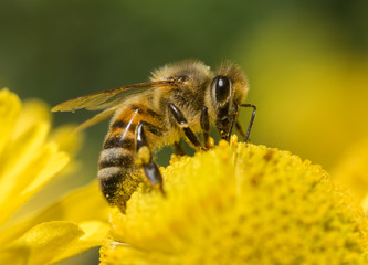 Close-up of a domestic Honeybee (Apis mellifera) on a yellow flower