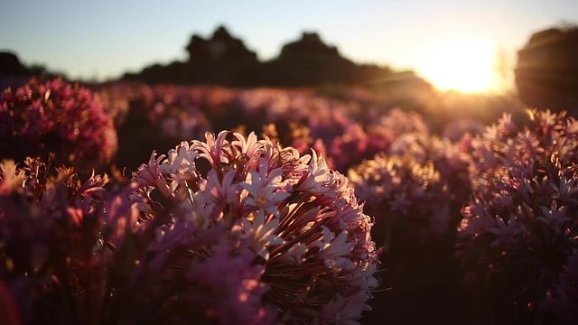Close up footage of the March flowers with stunning back light of the setting sun in Nieuwoudtville in the Northern Cape of south africa