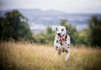 The Dalmatian