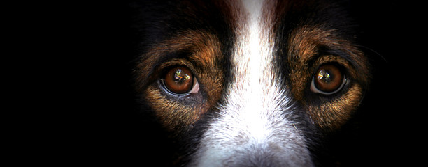 The eyes of dogs, emotions and feelings.