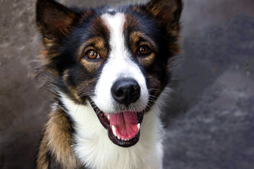 The eyes of dogs, emotions and feelings.