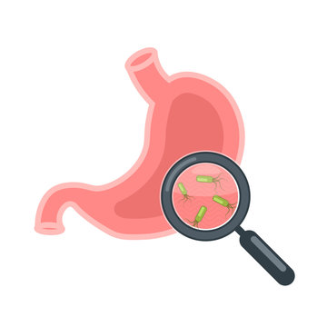 stomach with bacteria under magnifying glass clip art preview