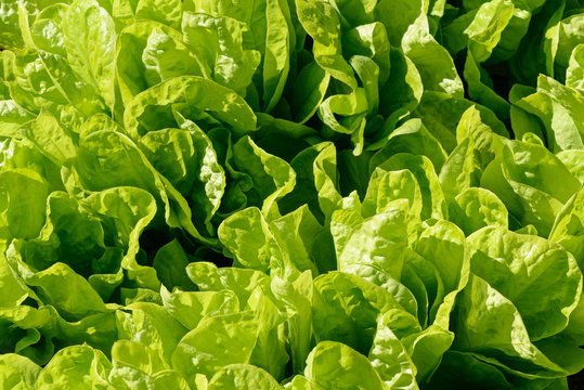 beds of bright green lettuce with large leaves