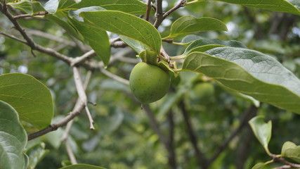 Незрелый плод