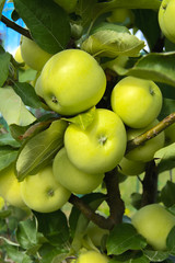 Organic ripe apples hanging on a tree branch in an apple orchard. Fruit garden with lots of large, juicy apple in sunlight ready for harvesting