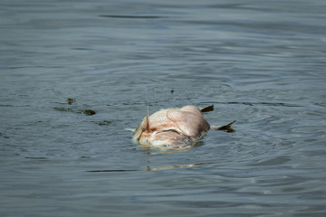 Big fish die in water.