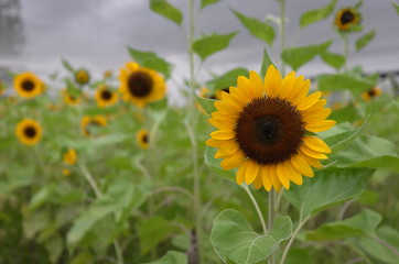 Obraz premium A beautiful sunflowers under the grey sky