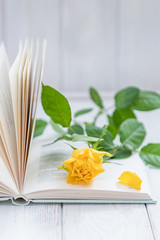 Yellow rose and open book on a light background. Free space