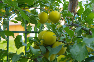 Organic mature yellow plums hanging on a tree branch in the garden. Fruit garden with lots of large, juicy plums in sunlight ready for harvesting