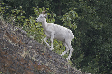 Fototapeta premium Dall Sheep Ewe, Turnagain Arm, Alaska