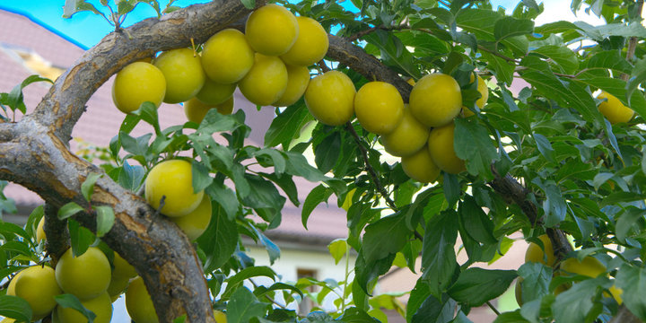 Organic mature yellow plums hanging on a tree branch in the garden. Fruit garden with lots of large, juicy plums in sunlight ready for harvesting