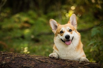 Portrait of a smiling dog Welsh Corgi Pembroke