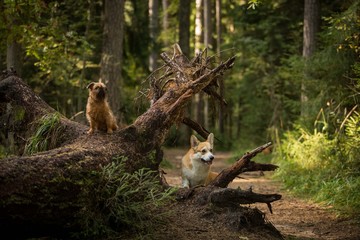 Two dogs stand on a tree Brussels Griffon Welsh Corgi Pembroke