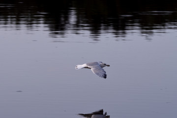 Fototapeta na wymiar Refection of Seagull