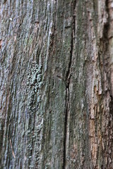 Fototapeta premium bark of a tree