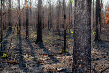 closeup the tree in forrest after fire burn