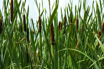 Green details of colored plants Typha, also called reed on the lake. Reeds are used for weaving household bags, baskets, mats, rugs, as well as for decorative finishing of wickerwork from a vine.